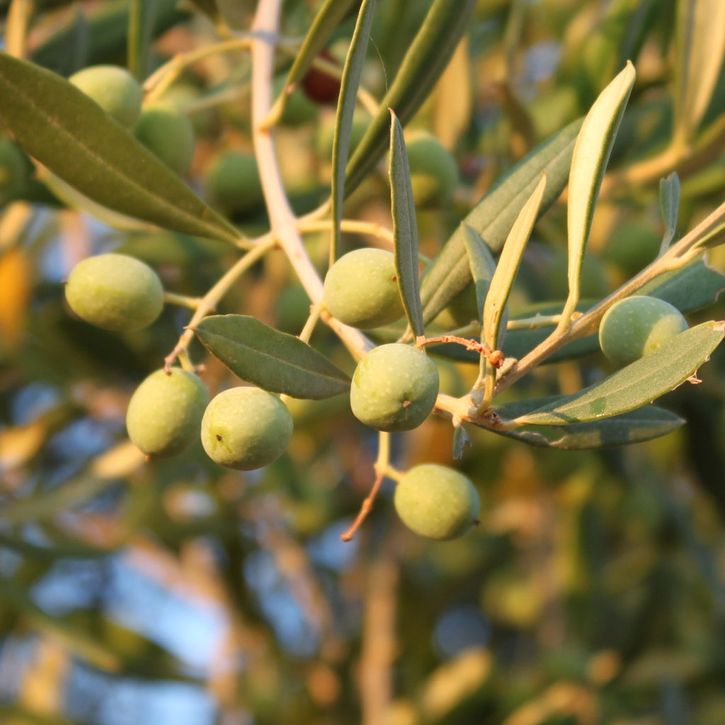 Polyphenole im Olivenöl: Warum Bitterkeit ein Qualitätsmerkmal ist