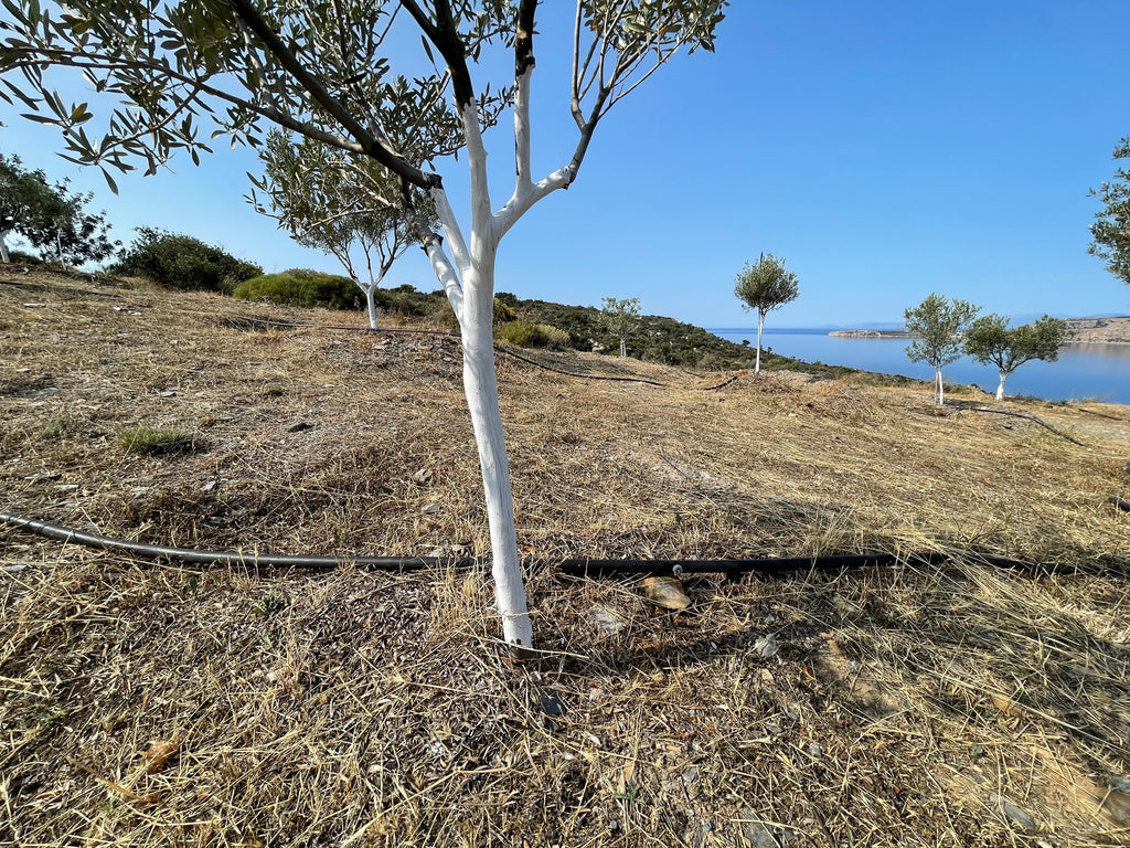 Junge Olivenbäume mit weißem Kalkanstrich auf einem Hang oberhalb des Meeres, ausgestattet mit einem Tröpfchenbewässerungssystem; im Hintergrund mediterrane Landschaft und blauer Himmel.