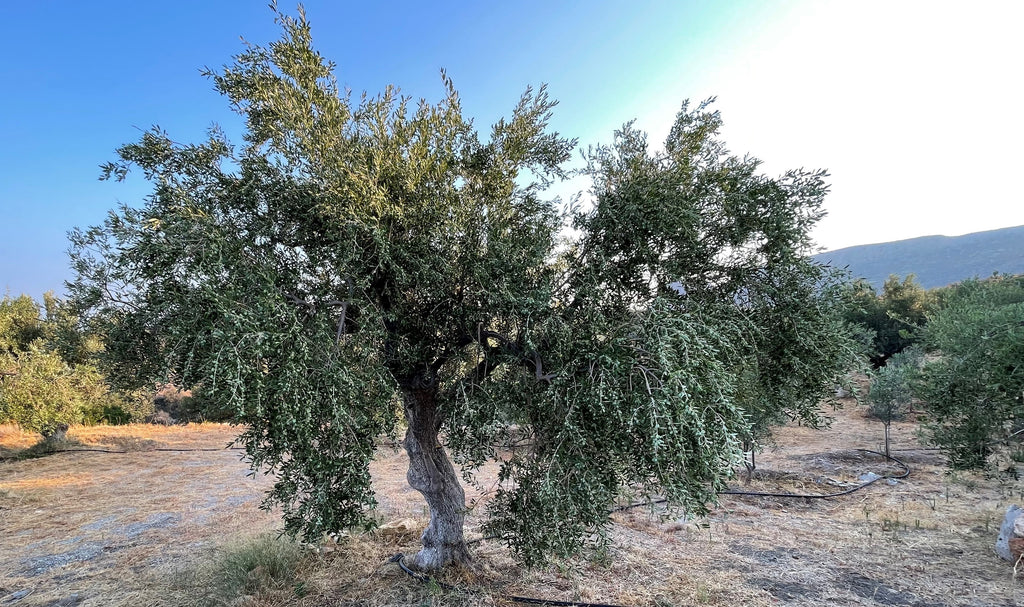 Olivenbaum im Olivenhain von MARKOS OLIVE liefert der Rohstoff für griechisches premium Olivenöl.