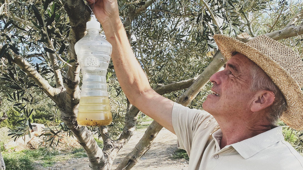 Ein Mann mit Strohhut hängt eine umweltfreundliche Fangflasche zur Bekämpfung der Olivenfliege an einen Olivenbaum. Die mit Lockstoff gefüllte Plastikflasche dient als chemiefreie Methode zum Schutz der Olivenernte im nachhaltigen Anbau von MARKOS OLIVE.