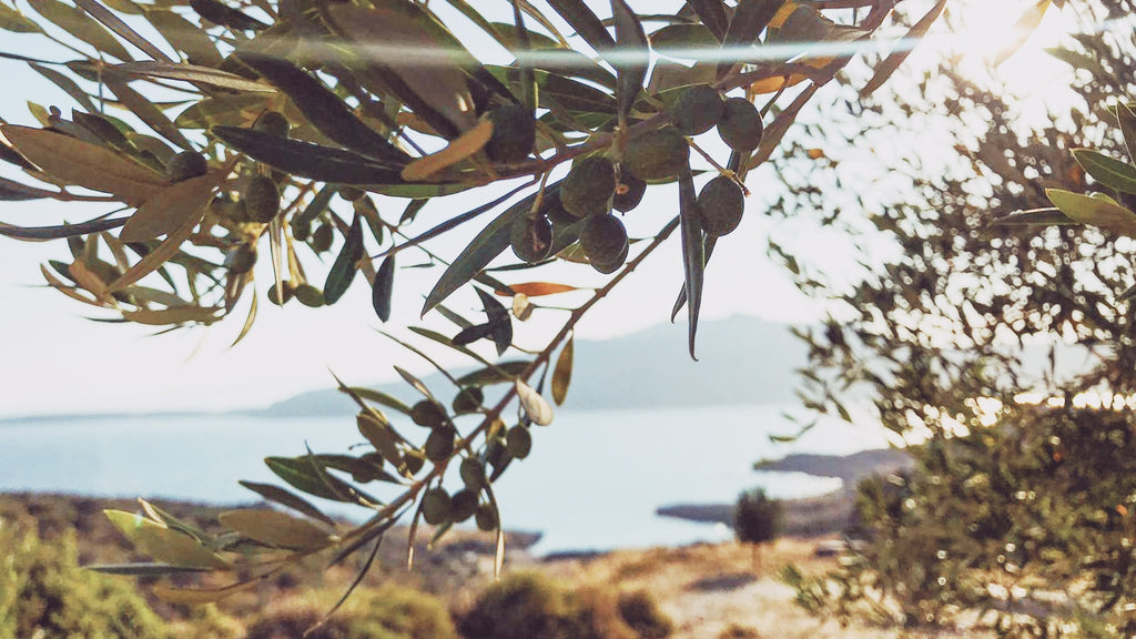 Ein Olivenzweig mit unreifen Oliven im Vordergrund, sanft beleuchtet von der Abendsonne. Im Hintergrund liegt das glitzernde Meer vor einer mediterranen Hügellandschaft – eine stimmungsvolle Aufnahme aus dem Olivenhain von MARKOS OLIVE in Plitra, Griechenland.