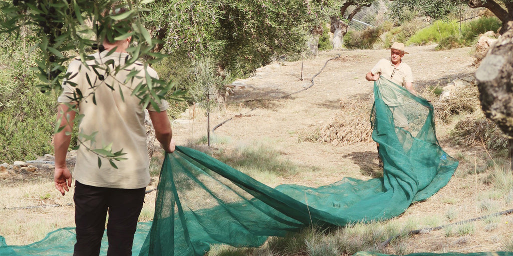 Zwei Männer breiten grüne Netze unter einem Olivenbaum aus, um sich auf die bevorstehende Olivenernte vorzubereiten. Umgeben von alten Olivenbäumen zeigt die Szene einen traditionellen Arbeitsschritt im Olivenhain – sorgfältig, nachhaltig und naturnah.